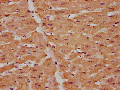 VEGFD Antibody