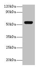 GC Antibody
