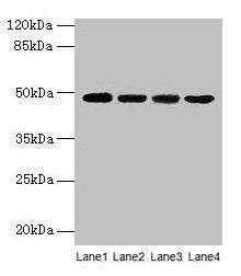 INHBA Antibody
