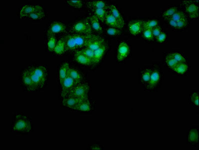 APOE Antibody