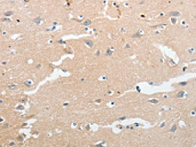 LCN2 Antibody