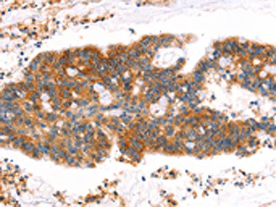 MLLT4 Antibody
