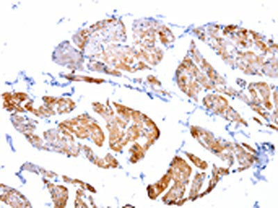 CASP2 Antibody