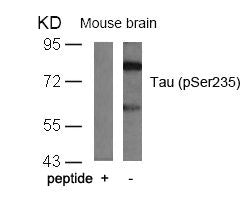 Phospho-MAPT (Ser235) Antibody