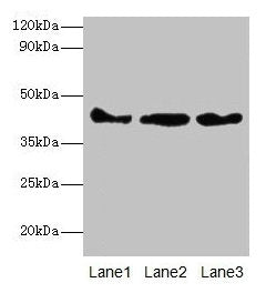 Actb Antibody