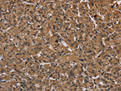 HIF1A Antibody