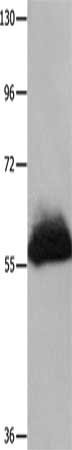 HPSE Antibody
