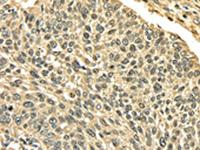 PLIN3 Antibody
