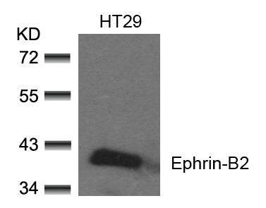 EFNB2 (Ab-330) Antibody