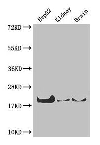PPIA Antibody