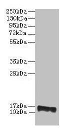 PMP2 Antibody