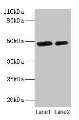 CALR Antibody