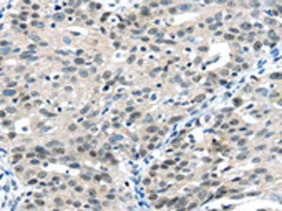 CCNA1 Antibody