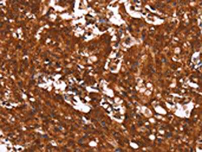 HCAR2 Antibody