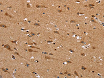 NDRG3 Antibody