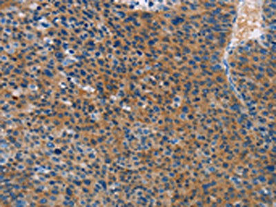 STAMBP Antibody