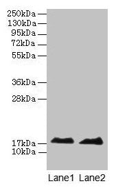 MB Antibody
