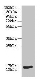 NPPB Antibody