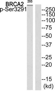 Phospho-BRCA2 (Ser3291) Antibody