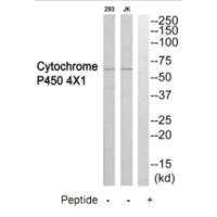 CYP4X1 Antibody