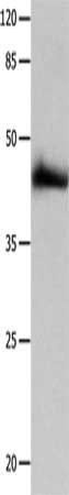 P2RY2 Antibody