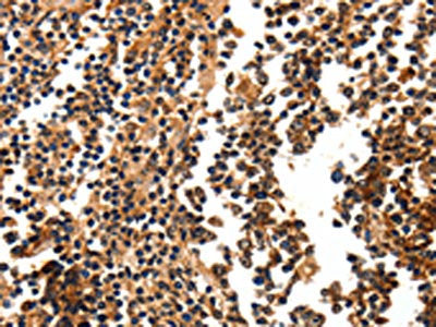 FOXB2 Antibody