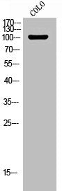 Phospho-MAPK8IP1 (T103) Antibody