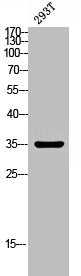 TECR Antibody