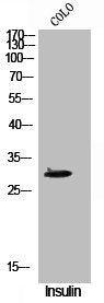 Phospho-CD40 (T254) Antibody