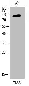 Phospho-CD44 (S706) Antibody