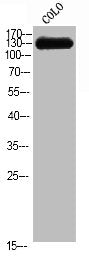 CEP135 Antibody