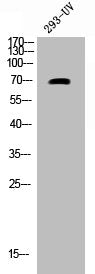 Phospho-CDC25A (S124) Antibody