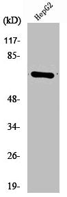 CDC25A Antibody