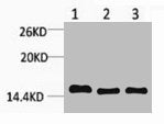 Mono-Methyl-Histone H3 (Lys4) Antibody