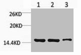 Mono-Methyl-Histone H3 (Lys9) Antibody