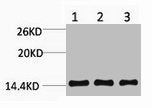 Di-Methyl-Histone H3 (Lys9) Antibody