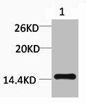 Mono-Methyl-Histone H3 (Arg2) Antibody