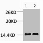 Di-Methyl-Histone H3 (Lys14) Antibody