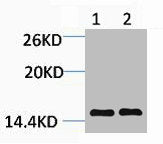 Tri-Methyl-Histone H3 (Lys14) Antibody