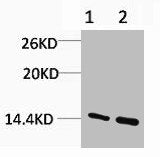 Mono-Methyl-Histone H3 (Arg17) Antibody