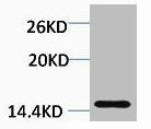 Di-Methyl-Histone H3 (Lys18) Antibody