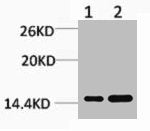 Mono-Methyl-Histone H3 (Lys27) Antibody