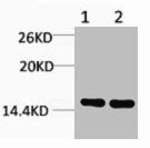 Di-Methyl-Histone H3 (Lys27) Antibody
