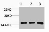 Mono-Methyl-Histone H3 (Lys36) Antibody