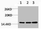 Tri-Methyl-Histone H3 (Lys36) Antibody