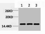 Tri-Methyl-Histone H3 (Lys79) Antibody
