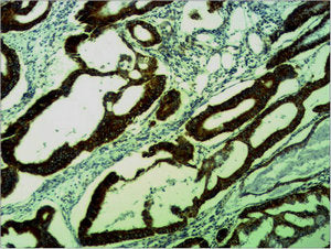 COX4I1 Antibody