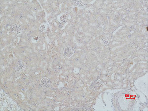 HSPA8 Antibody