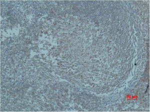 ARNT Antibody