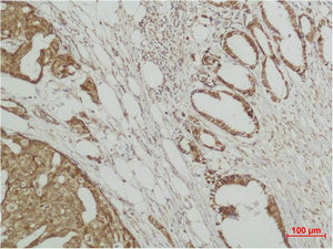 MAPK6 Antibody